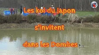 Les koi du Japon s'invitent dans les Dombes