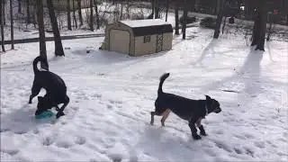 Nya the Shepherd mix with Custom My Pet's Carpal Brace