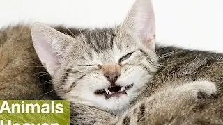Compilation Funny Cats Videos 5 Minutes 2015 [ Funny Cat HD ] - Animals Heaven