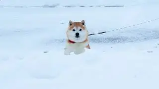 Shibe finds his mother at snowy airport during cold snap and lets out a cry of joy
