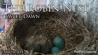 Sweet Dawn 🌸 | Two More Eggs to Hatch