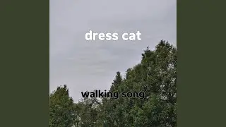 dress cat