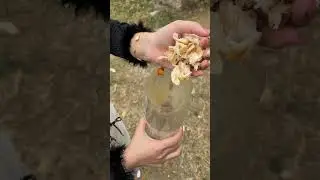 Survival Hack: Catching Fish in the Forest Using a Recycled Plastic Bottle