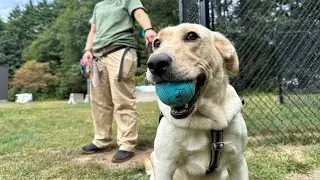 EOVS Service Dog Awareness Month 2025