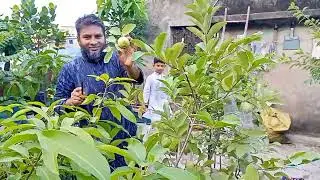 ছাদ বাগানে থাই বারো মাসি পেয়ারা গাছে প্রচুর পেয়ার হয়েছে 18/7/25