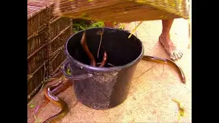 Eel Fish Trapping . Smart Boy Build Eel Fish Trap By Digging Deep Hole.