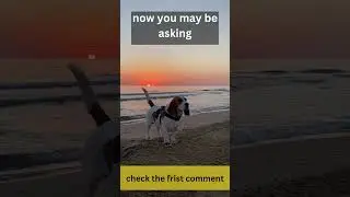 Can Dogs Eat Bananas? The Results Will Surprise You! #shorts