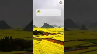 Canola Flower Fields #shorts #travel #canola