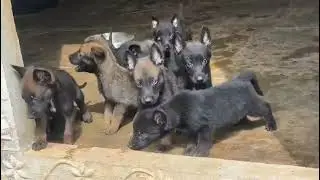WORKING LINE BELGIAN MALINOIS PUPPY #belgianmalinois #youtube #dog