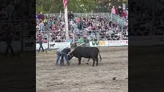Pine City Rodeo 2022