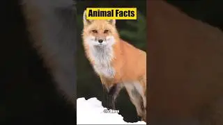 🦊🗣️ Secrets of the Red Fox: The 'Screaming Woman' Mystery! foxfacts #redfox