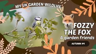 Garden Wildlife #4 - A rainy day in the garden