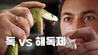 뱀과 독 그리고 해독제
