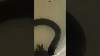 HUGE reticulated sirens and amphiumas in Crescent Lake!! #reticulatedsiren #amphiuma