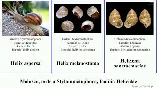 Molusco, ordem Stylommatophora, fam&iacute;lia Helicidae chilostoma marmorana featuring mollusca faustina