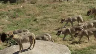 Cap Sud-Ouest - Les loups de Chabri&egrave;res