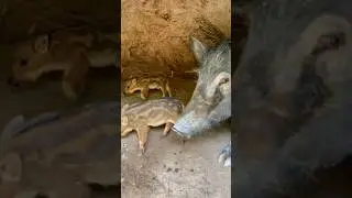 Amazing Wild Boar Living in Cave 🐗 #warthog #pig #boar #viral #animal #short #wildpig #wildlife