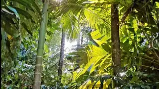 Crocodylus Daintree Hostel - Cow Bay - FNQ
