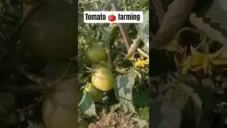 15kg  harvest এক এক টা গাস থেকে।#tomato #agriculture #agriculturefarming #shortvideo #farming