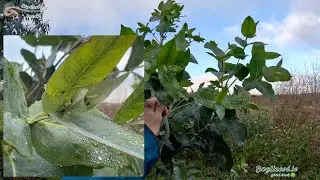 Eucalyptus, Blue Gum Psyllid control 🐞