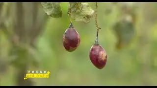Tree-tomato farming best practices - Part 1