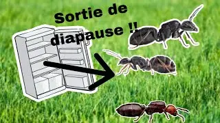 mes fourmis sorte enfin de diapause !