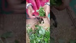 Punka Gandhari Saag Recipe 😋