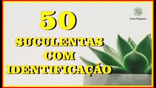 50 SUCULENTAS com identificação │Acácia Paisagismo