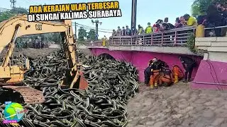 Mengerikan!! Ada Kerajaan Ular Terbesar di Sungai Kalimas Surabaya. Penyebab Banyak Orang Hilang??