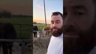 Cows Being Bad #animals #farming #cow #funny #shortsfeed