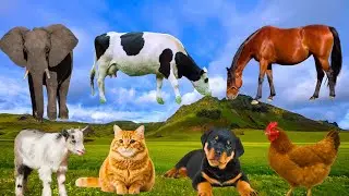Cute Animal Sounds Collection | Cow, Cat, Chicken, Dog, Sheep, Horse 🐾Adorable Animal Sounds