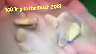 Sand Digging Animals! | TGG Trip to the Beach Pt. 4