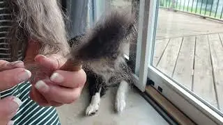 Spinning Dog or Cat Hair on a SpinOlution Monarh Spinning Wheel
