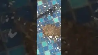 tortoises and fish pond in Double Tree Hotel - HILTON GROUP - PANAJI, GOA