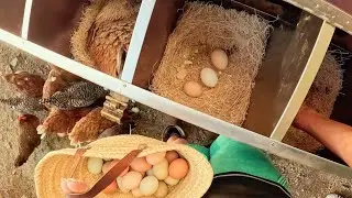 EGG COLLECTING ROUTINE: SALMONELLA WHO??