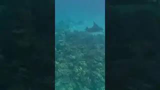 Manta Rays Maldives - Manta Rochen