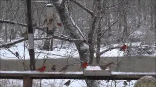 Winter Feeding Frenzy