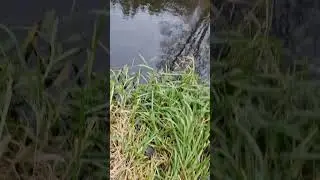 Big pike!amazing fishing #inspiration #fishing #motivation #shortvideos #fall #viralvideos