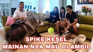 SPIKE KESEL mainan nya di ambil