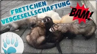 Frettchen Vergesellschaftung | Dieses mal l&auml;uft es ganz anders | Sazus Fellnasen