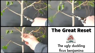 Ficus Benjamina bonsai - The Great Reset!