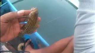 Mancing Dasar Pakai Umpan Cumi Potong Dapat Ikan Kerapu Macan