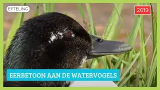 Waterbirds Tribute - Efteling