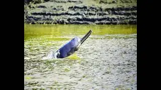 Ganga dolphin