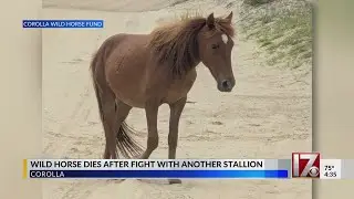 NC wild horse dies after fight with stallion
