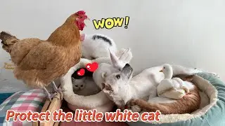 So funny! The mother rabbit mistook the white kitten for her baby! The hen was shocked! Super cute!