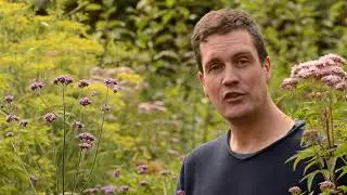 Easy to Grow Garden Plant: Verbena bonariensis