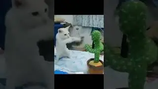 #shorts funny animals 🤣 shorts 🤣 #ytshorts #thecrazy #viral #trending #comdey