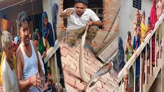 Cobra snake video || Cobra snake venom extraction || Cobra snake rescue