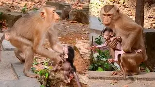 Badly Old Monkey Cherry Tries To Steals Baby and Adopt As Her Own Child | Strange Behavior Monkey